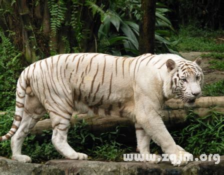 財至 夢見白色老虎